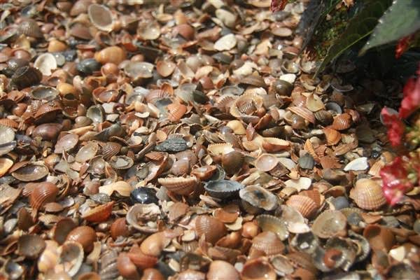 Navmaati shell munch