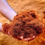 Cocopeat
