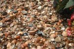 Navmaati shell munch