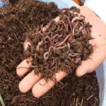 Navmaati vermi compost 