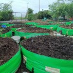 Navmaati vermi compost 