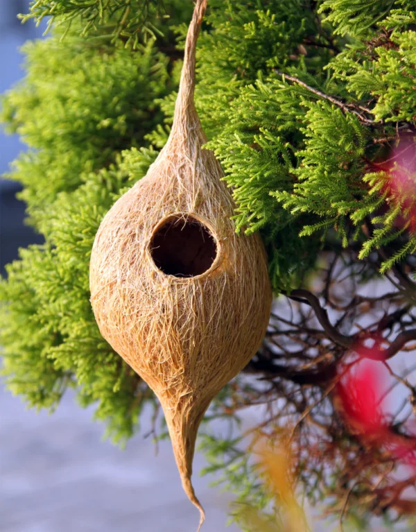 Bird Nest