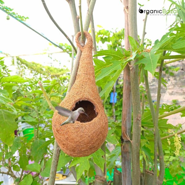 Bird Nest - Image 2